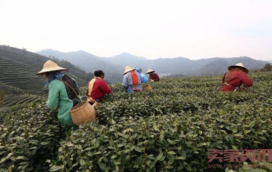 西湖茶叶旗舰店：靠营销新玩法做到行业top商家