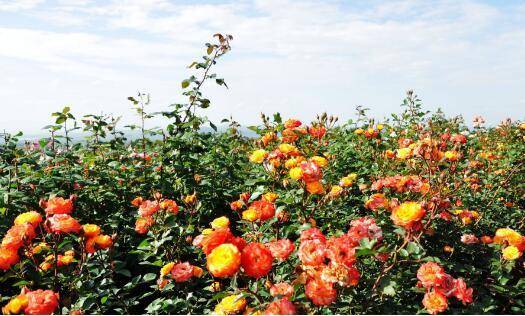 从花田到花瓶 爱尚鲜花打通全产业链