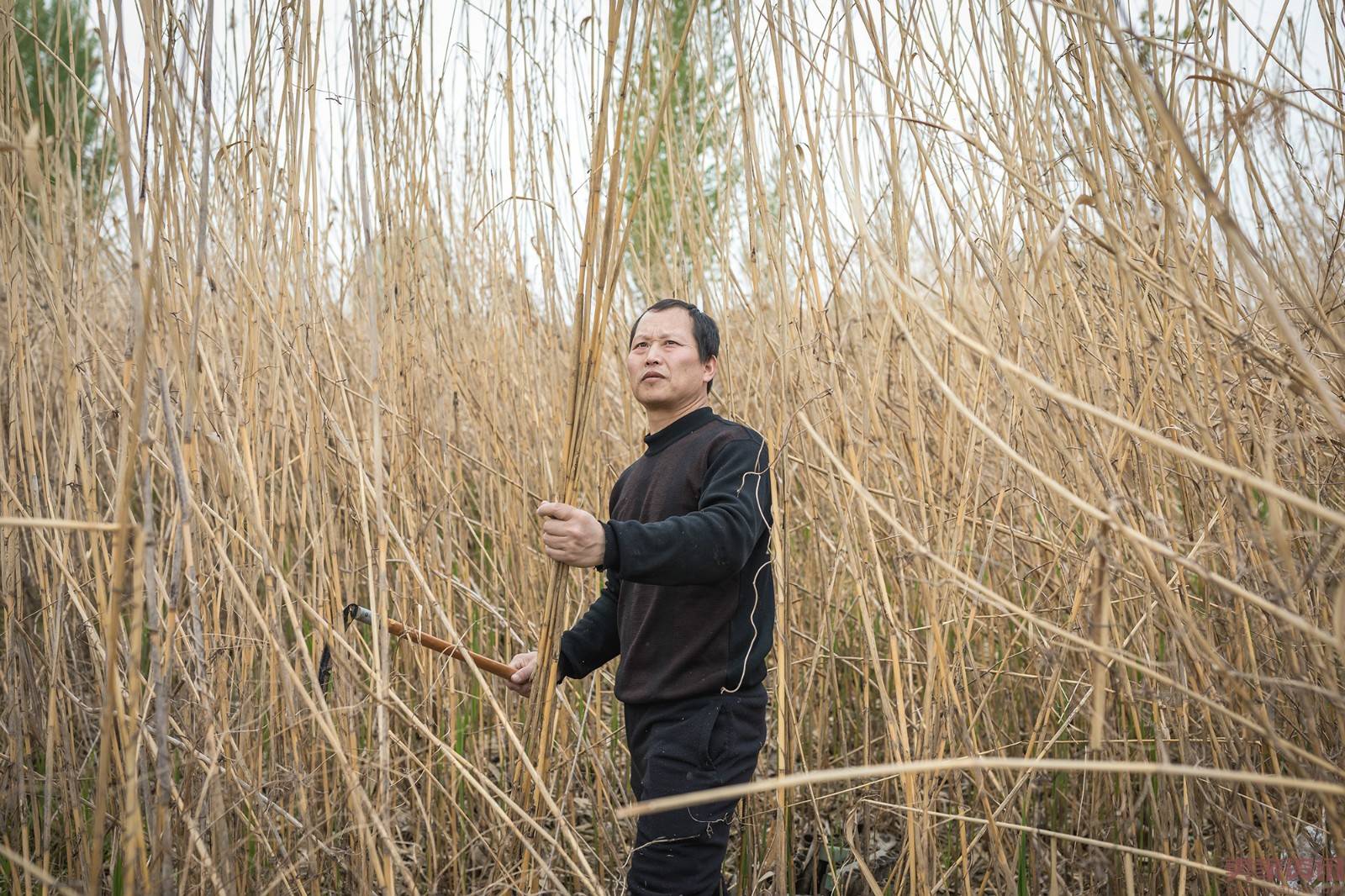 每年刘爱民都要花一个月时间选芦苇，1000万根芦苇里才能选出一根有用_meitu_5