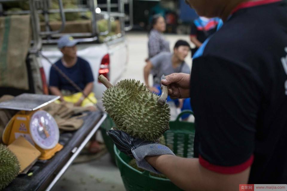 中国吃货有多强？泰国榴莲每天往中国发500箱